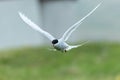 Selective focus shot of an Arctic Tern flying to new adventures Royalty Free Stock Photo