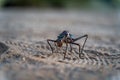 Selective focus shot of an armoured ground cricket standing on a sandy ground in the daylight Royalty Free Stock Photo