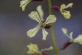 Selective focus shot of arugula flower