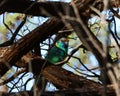 Selective focus shot of an Australian ringneck & x28;Barnardius zonarius& x29; peched on a tree branch