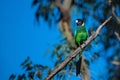 Selective focus shot of an Australian ringneck (Barnardius zonarius) perched on a tree branch