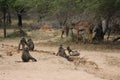 Selective focus shot of baboons and a deer in a fiel d