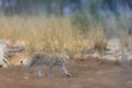 Selective focus shot of a baby cheetah walking around Royalty Free Stock Photo