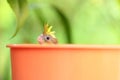 Selective focus shot of a baby cockatiel in a bow pocking its head out Royalty Free Stock Photo