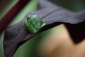 Selective focus shot of the back of a sleeping red-eyed tree frog on a broad leaf Royalty Free Stock Photo