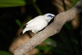 Selective focus shot of a Bali myna on a branch in Edward Youde Aviary, Admiralty, Hong Kong Royalty Free Stock Photo