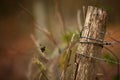 Selective focus shot of barbed wire fence Royalty Free Stock Photo
