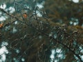 Selective focus shot of the bare branches of the tree with the melted snowflakes on them Royalty Free Stock Photo