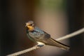 Selective focus shot of a Barn swallow on a rope