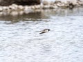 Selective focus shot  a barn swallow (Hirundo rustica) flying above the sea Royalty Free Stock Photo
