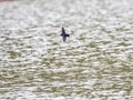 Selective focus shot of a barn swallow (Hirundo rustica) flying above the sea Royalty Free Stock Photo