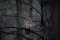 Selective focus shot of a barred owl sitting on a tree branch Royalty Free Stock Photo