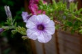 Selective focus shot of beautiful Ashy cranesbill