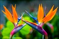 Selective focus shot of beautiful bird of paradise flowers with blurred background