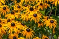 Selective focus shot of beautiful black-eyed Susan flowers in the middle of a field Royalty Free Stock Photo