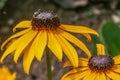 Selective focus shot of beautiful black-eyed Susan flowers in the middle of a field Royalty Free Stock Photo