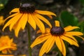 Selective focus shot of beautiful black-eyed Susan flowers in the middle of a field Royalty Free Stock Photo