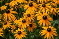 Selective focus shot of beautiful black-eyed Susan flowers in the middle of a field Royalty Free Stock Photo