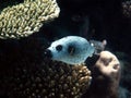 Selective focus shot of a beautiful blackspotted pufferfish swimming in the ocean