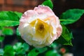 Selective focus shot of a beautiful bloomed garden rose with green leaves on a blurry background Royalty Free Stock Photo