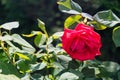 Selective focus shot of a beautiful bloomed red rose growing on the bush Royalty Free Stock Photo