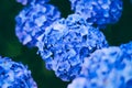 Selective focus shot of beautiful blue hydrangea flowers with a blurry background Royalty Free Stock Photo