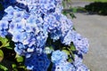 Selective focus shot of beautiful blue hydrangea flowers Royalty Free Stock Photo