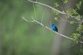 Selective focus shot of a beautiful blue indigo bunting bird perched on a branch Royalty Free Stock Photo