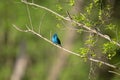 Selective focus shot of a beautiful blue indigo bunting bird perched on a branch Royalty Free Stock Photo