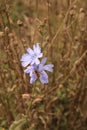 Selective focus shot of beautiful Chicory flower Royalty Free Stock Photo