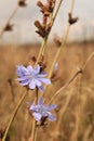 Selective focus shot of beautiful Chicory flower Royalty Free Stock Photo