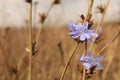 Selective focus shot of beautiful Chicory flower Royalty Free Stock Photo