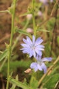 Selective focus shot of beautiful Chicory flower Royalty Free Stock Photo