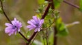 Selective focus shot of beautiful chicory flowers Royalty Free Stock Photo