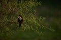Selective focus shot of a beautiful Coraciiformes bird sitting on the branches of a spruce tree Royalty Free Stock Photo