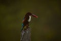 Selective focus shot of a beautiful Coraciiformes bird standing on an iron wire