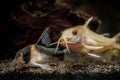 Selective focus shot of beautiful corydoras catfish in an aquarium Royalty Free Stock Photo