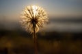 Selective focus shot of a beautiful dandelion covering the sun Royalty Free Stock Photo