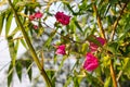 Selective focus shot of Beautiful decorative pink Bougainvillea with green and dry leaves close up shot in the green blurry Royalty Free Stock Photo