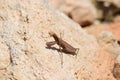 Selective focus shot of a beautiful European praying mantis on a sandy rock