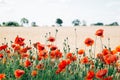 Selective focus shot of a beautiful field of red and black poppies Royalty Free Stock Photo