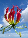 Selective focus shot of a beautiful fire lily flower blooming in the garden Royalty Free Stock Photo