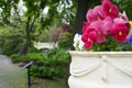 Selective focus shot of beautiful flowers in Halifax public garden on a sunny summer day Royalty Free Stock Photo