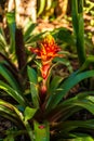 Selective focus shot of beautiful guzmania conifera flower Royalty Free Stock Photo
