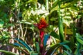 Selective focus shot of beautiful guzmania conifera flower Royalty Free Stock Photo