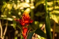 Selective focus shot of beautiful guzmania conifera flower Royalty Free Stock Photo