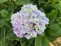 Selective focus shot of beautiful Hydrangea Serrata flowers blooming in the garden Royalty Free Stock Photo