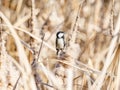 Selective focus shot of a beautiful Japanese tit in Izumi forest in Yamato, Japan at daytime