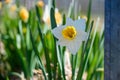 Selective focus shot of a beautiful Narcissus flower on a grass-covered field