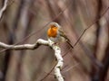 Selective focus shot of a beautiful orange robin perched on a branch